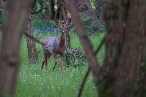 Deer in Maidenhead Great Park