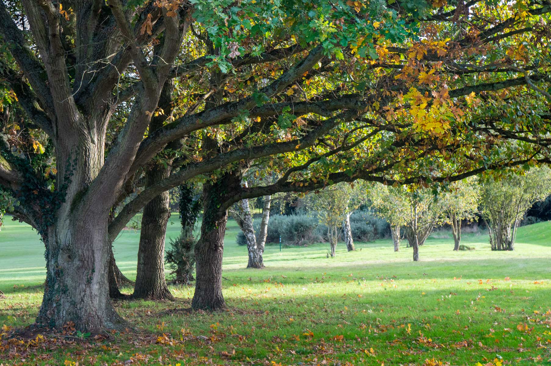 Thousands of trees will be cut down at Maidenhead golf course if Cala Homes' plans are approved