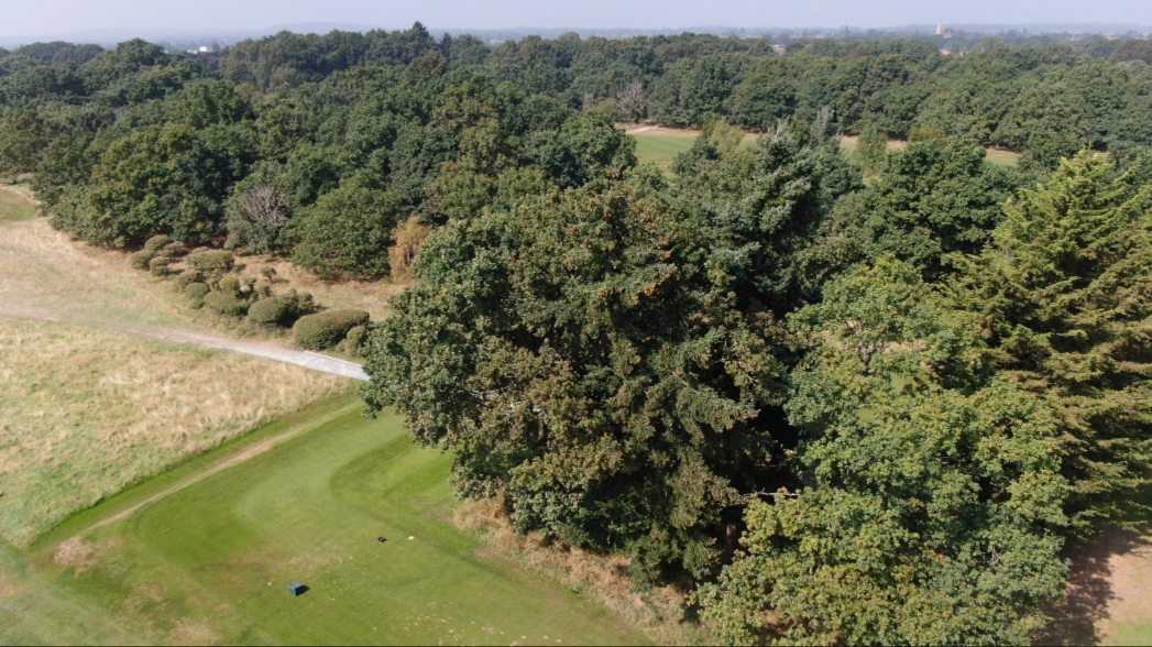 There are around 10,000 trees on Maidenhead Golf Course